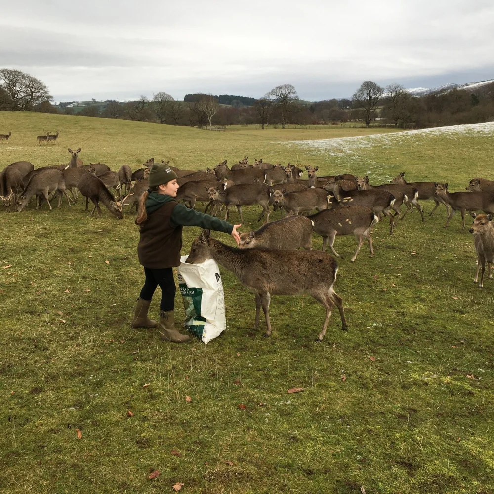 Cheshire Wild Venison