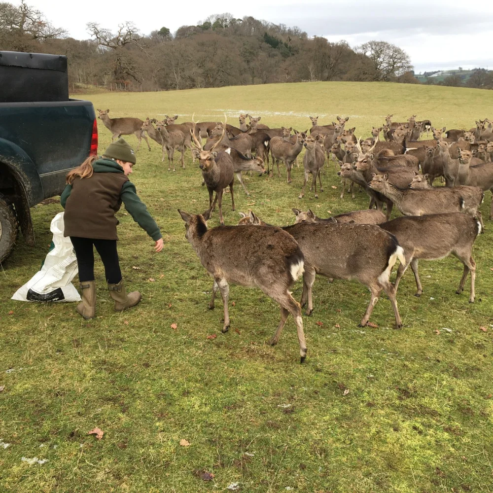 Cheshire Wild Venison