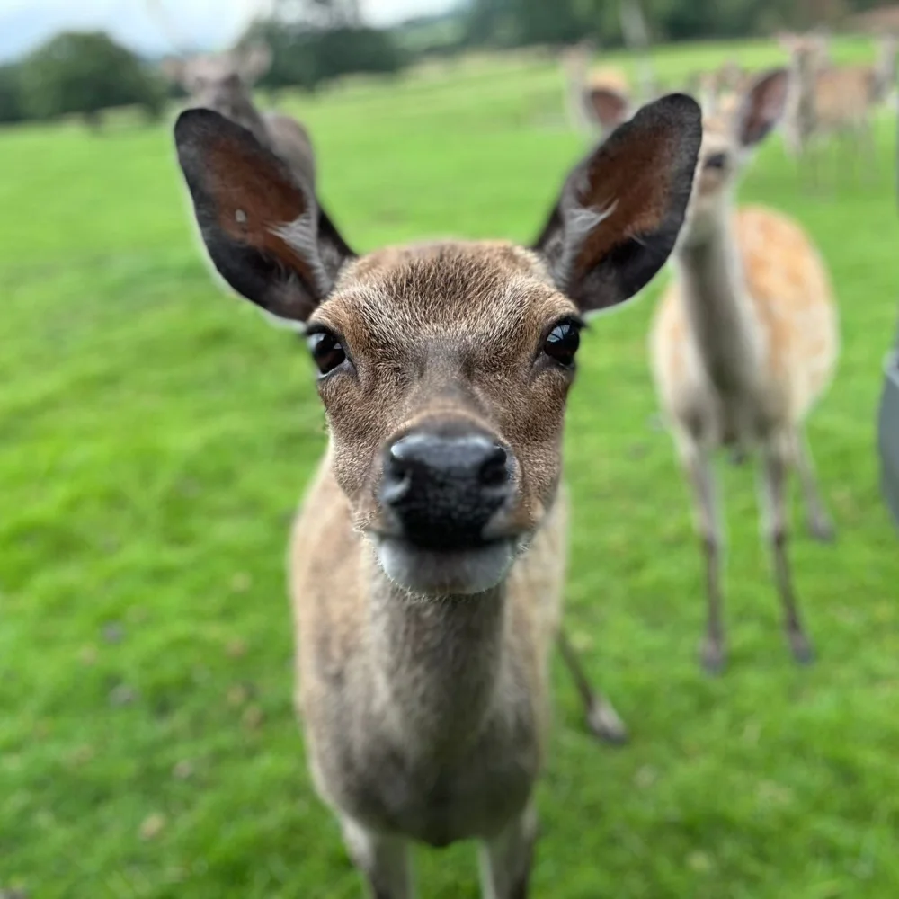 Cheshire Wild Venison