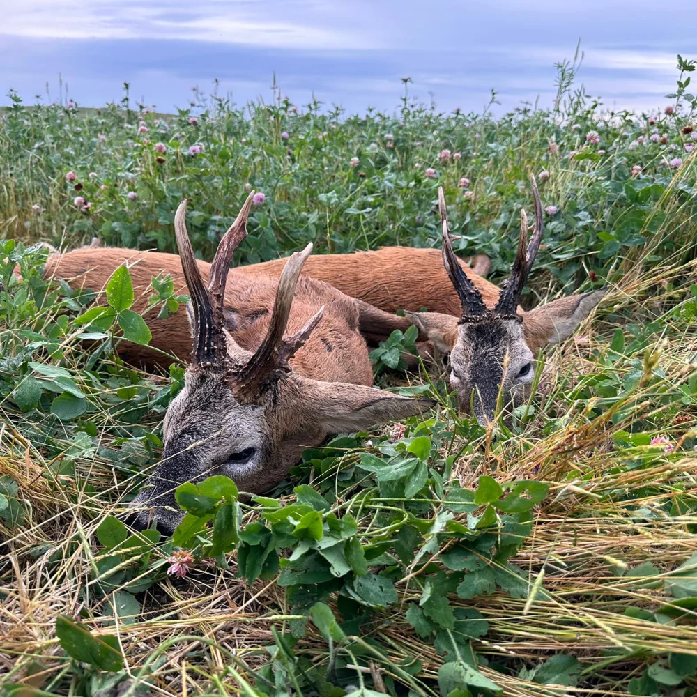 Cheshire Wild Venison