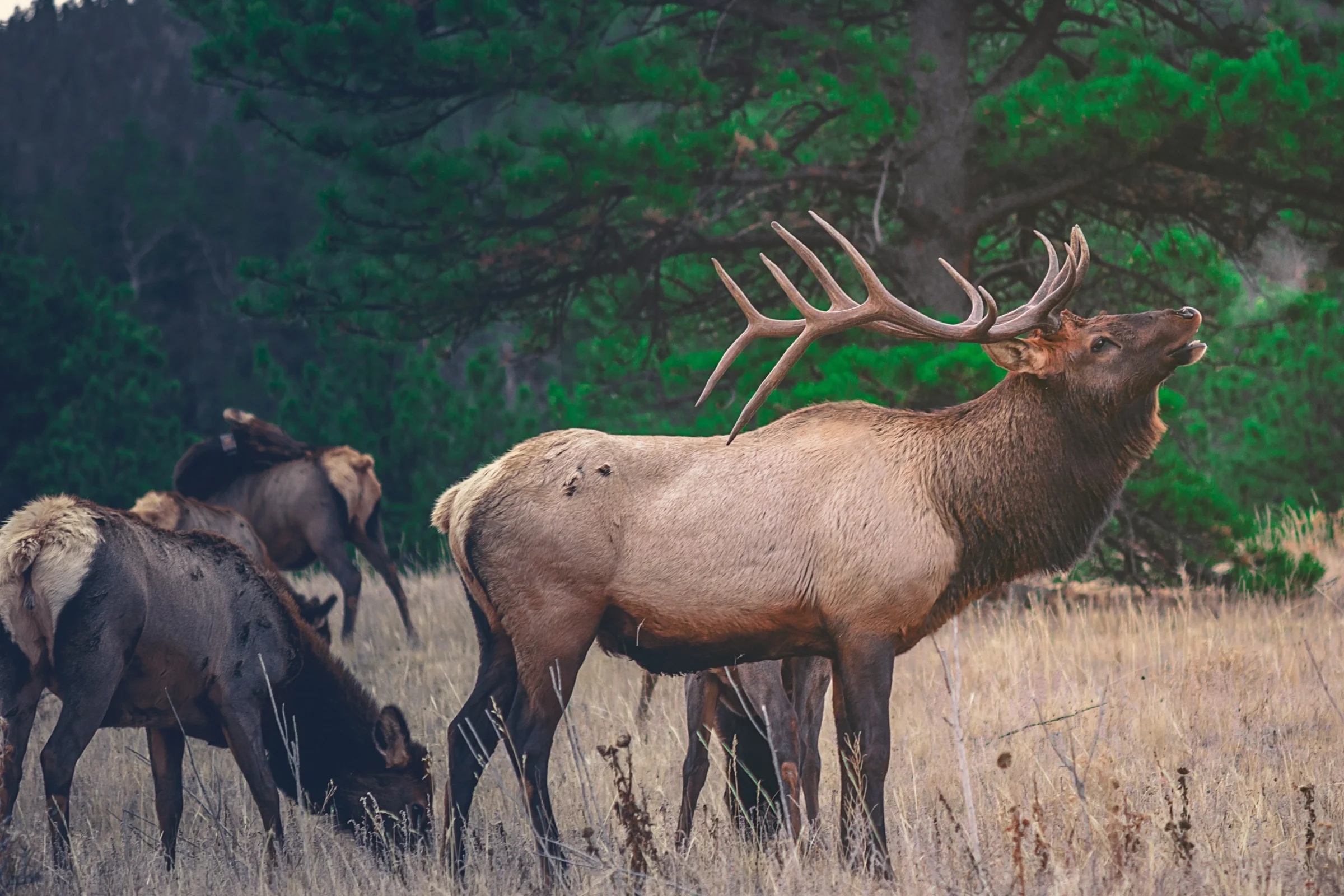 Premium Cheshire Wild Venison